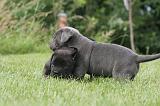 CANE CORSO 1299